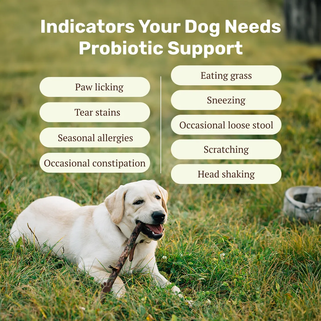 Absolut Pet Probiotics Gut Health Dog Supplement