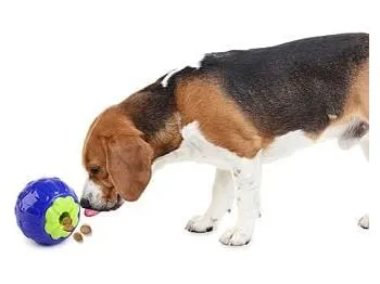 AFP Berry treat dispenser Pets Qatar