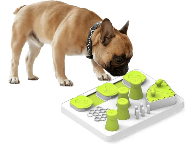AFP Interactives - Enjoy the Fish 1 Pets Qatar