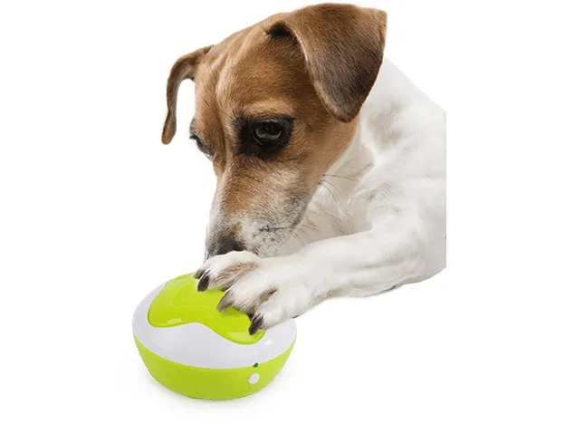 AFP Interactives - Puppy Interpreter Pets Qatar
