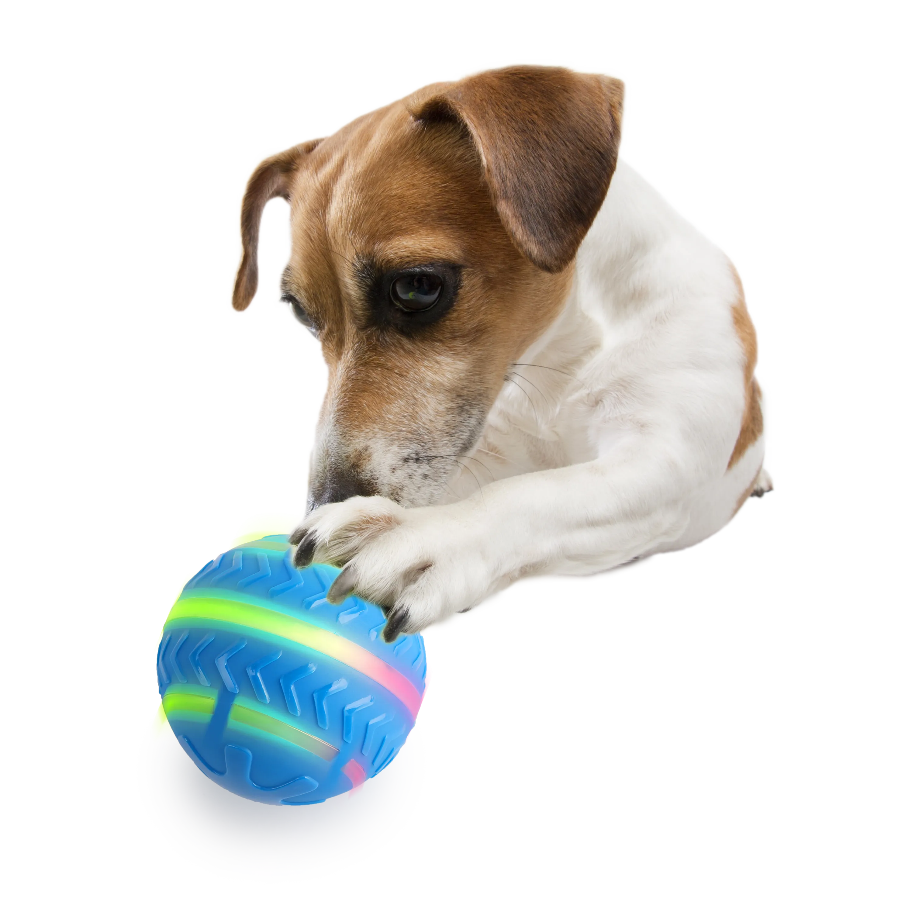 AFP Motion Activated Action Ball Dog Toy Pets Qatar