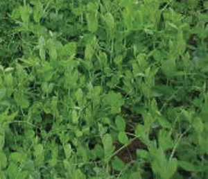 Austrian Winter Peas - 50LBS