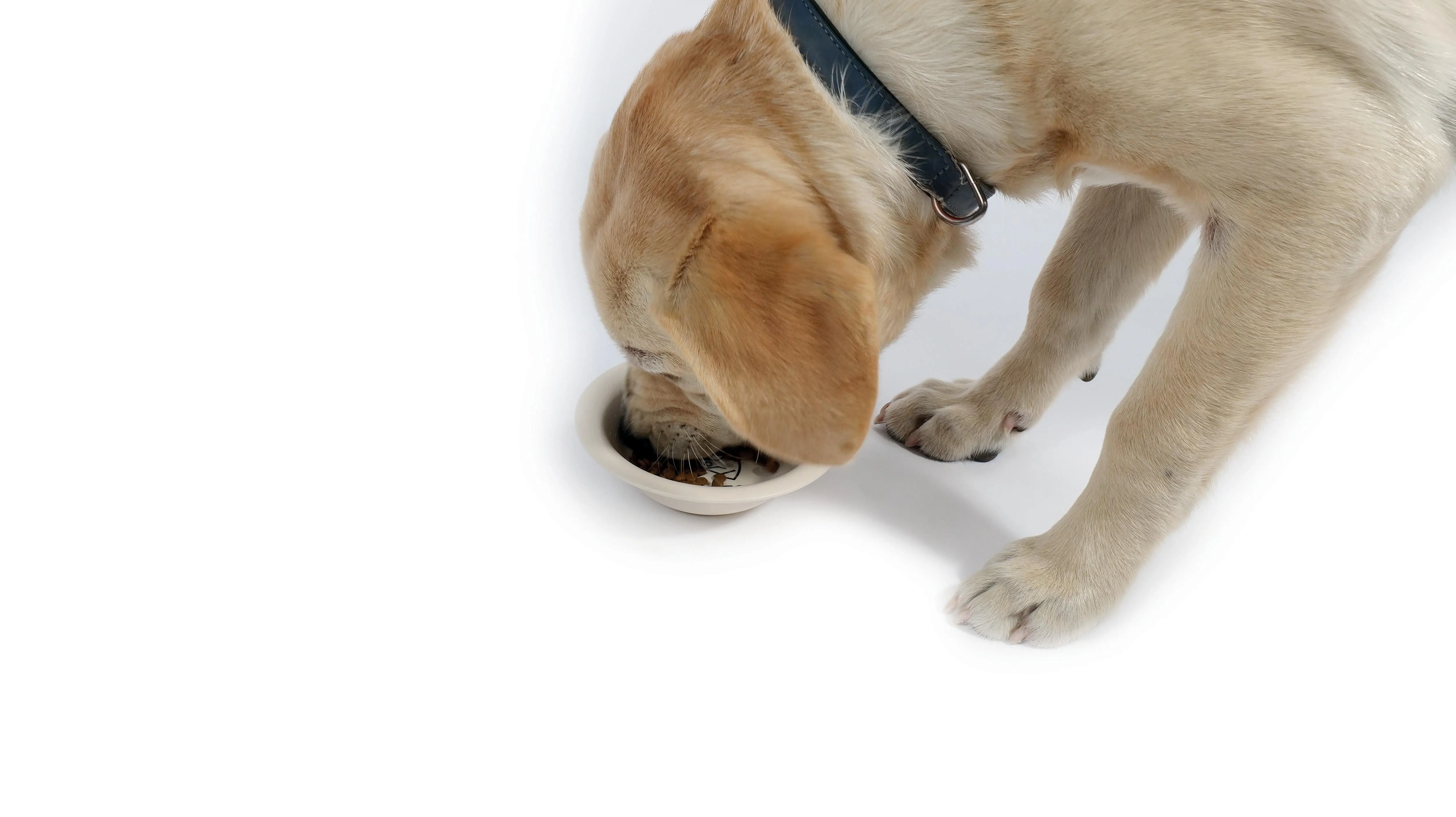 Bamboo Pet Bowl