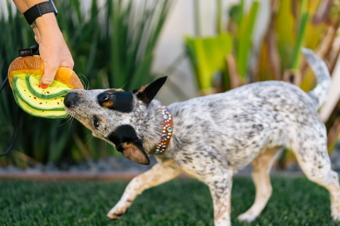 Barking Brunch Avo-doggo Toast