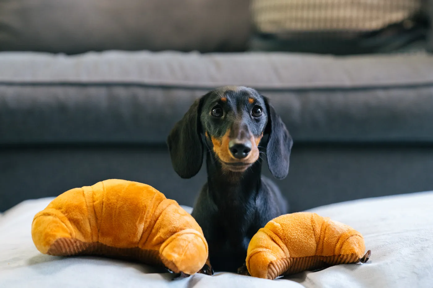 Barking Brunch Pup's Pastry
