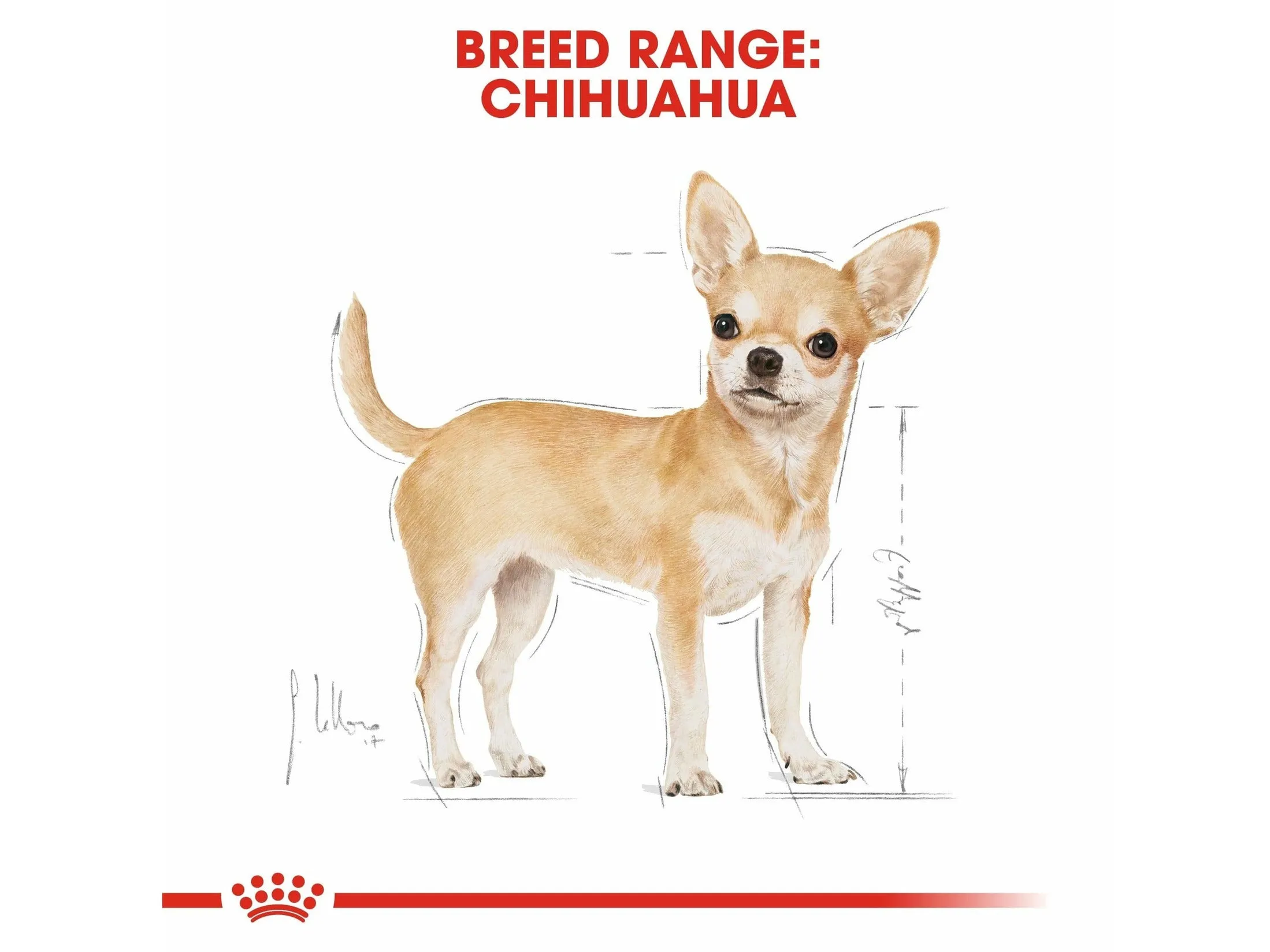 Breed Health Nutrition Chihuahua Adult 1.5 KG Pets Qatar