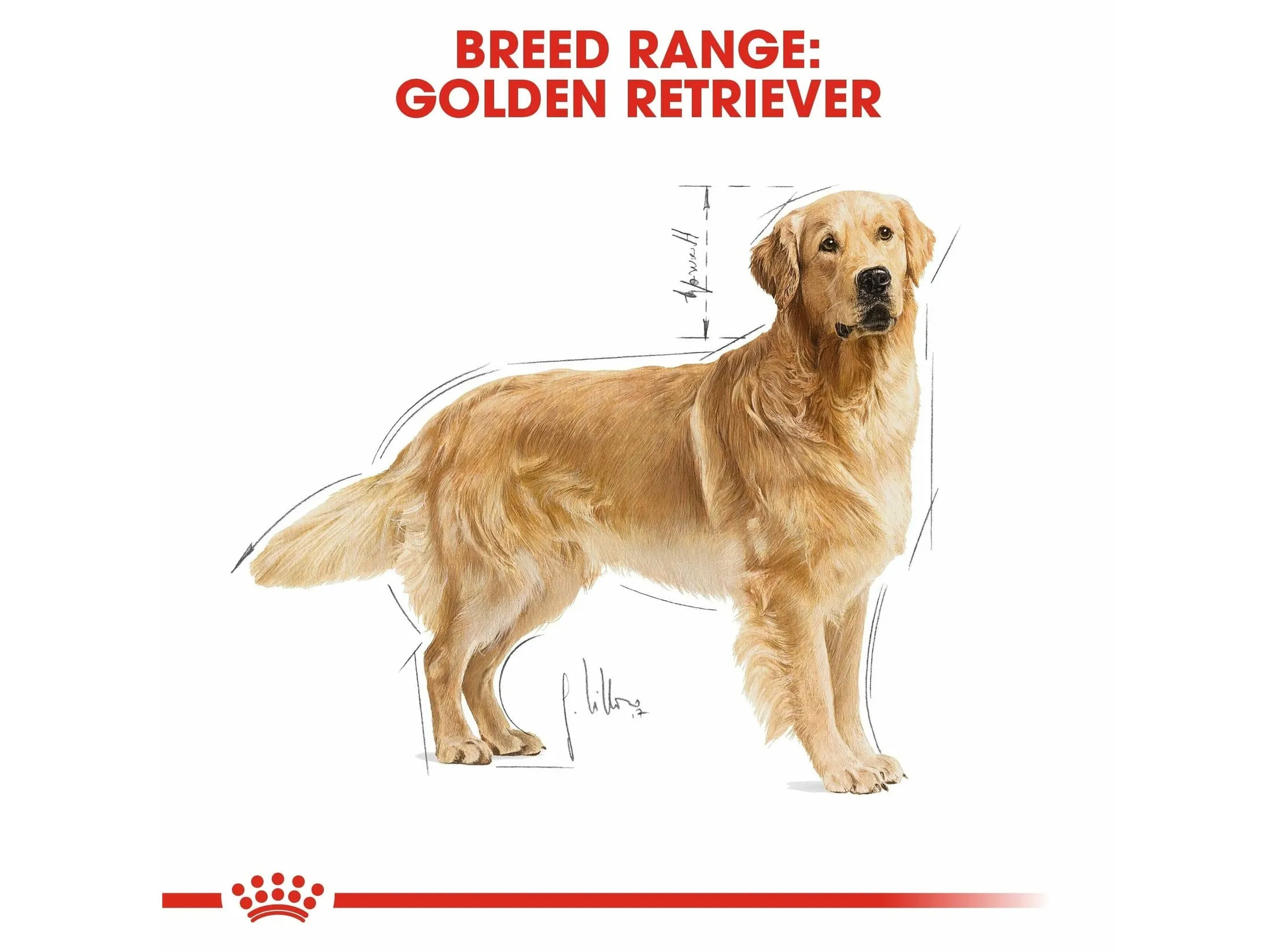 Breed Health Nutrition Golden Retriever Adult 12 KG Pets Qatar