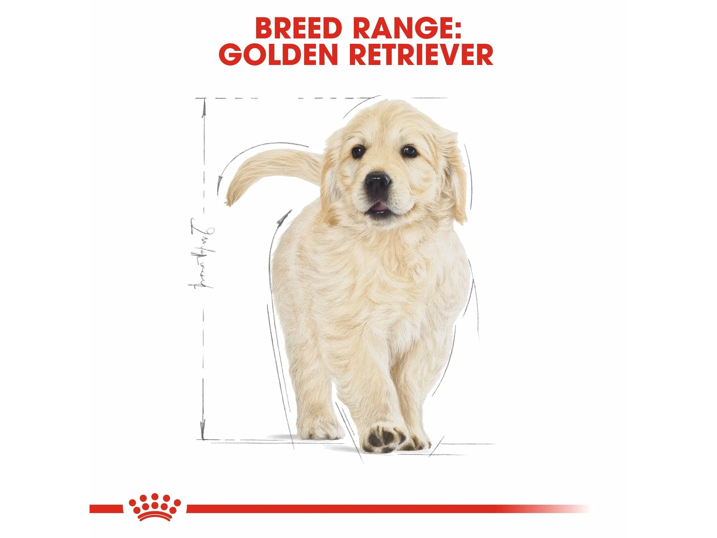 Breed Health Nutrition Golden Retriever Puppy 12 Kg Pets Qatar