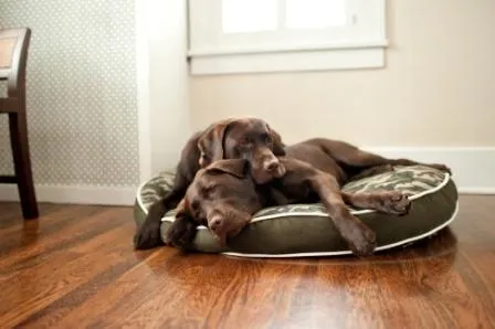 Camouflage