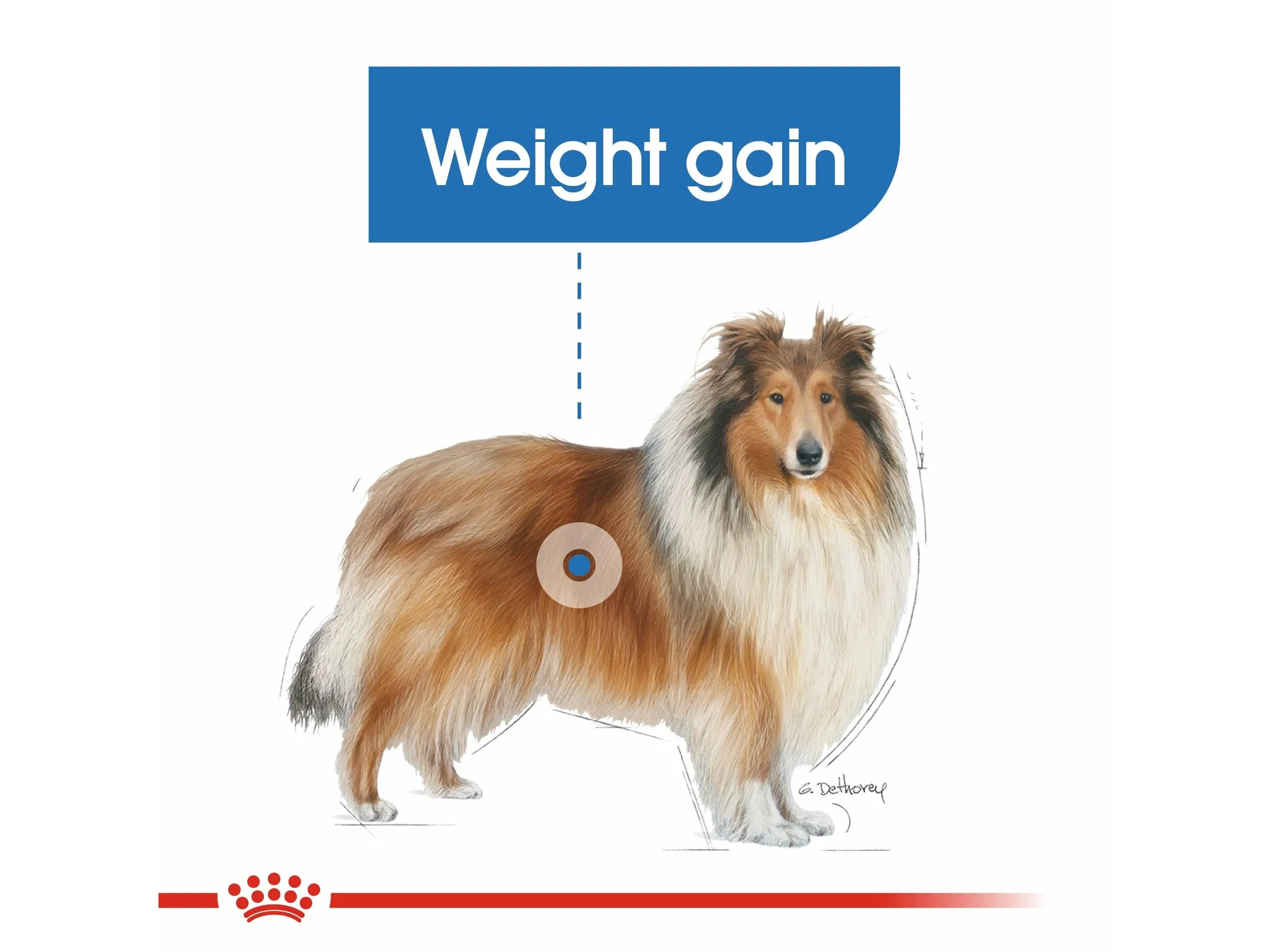 Canine Care Nutrition Maxi Light Weight Care 12 KG Pets Qatar