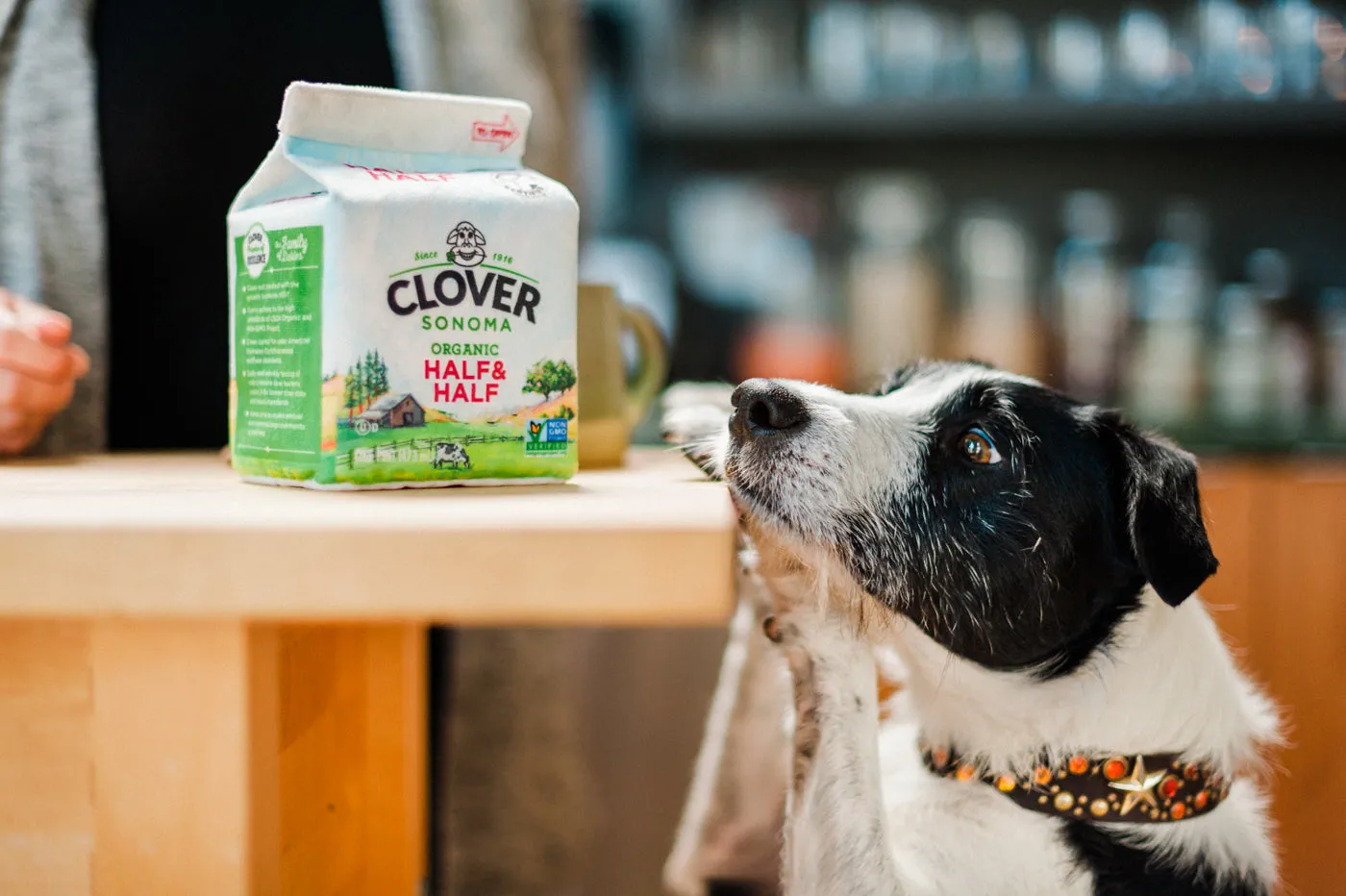 Clover Sonoma x P.L.A.Y. Canine Carton Toy