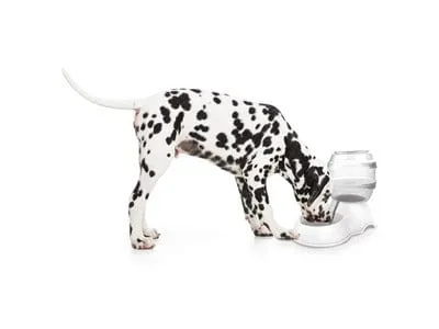 CYLINDER Water dispenser - 3.5 L Pets Qatar