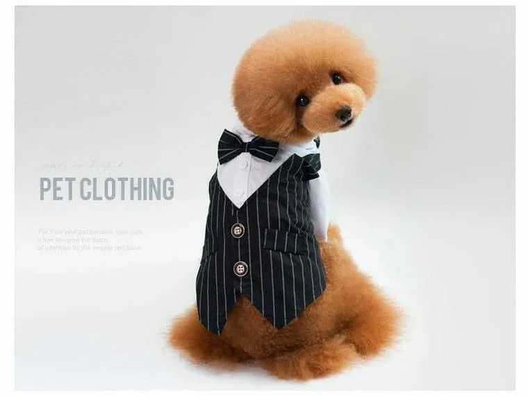 dog clothes Blue S KLN-1703BU Pets Qatar