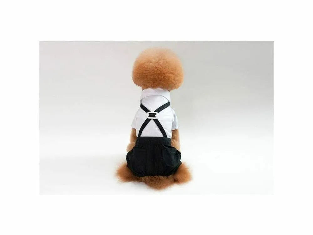 dog clothes Blue white S XZ001 Pets Qatar