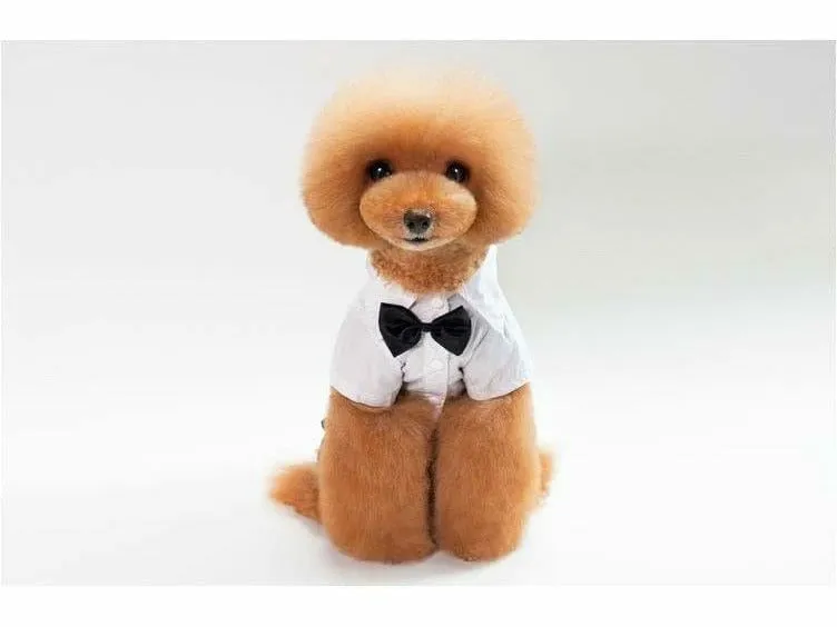 dog clothes Blue white S XZ001 Pets Qatar