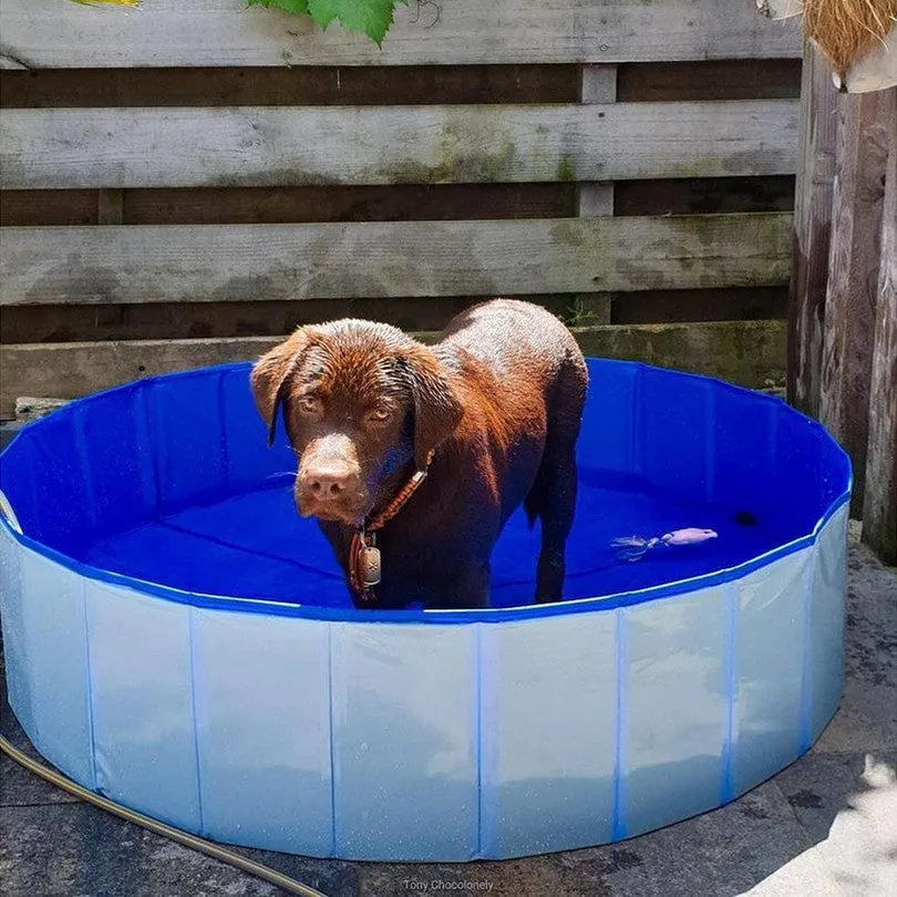 Dog Pool  Blue Pets Qatar