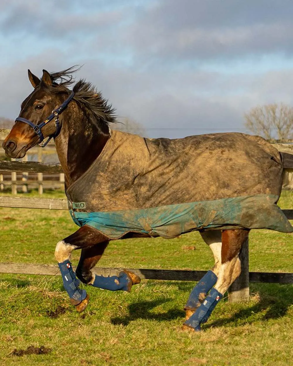 Equilibrium Equi-Chaps Hardy Chaps