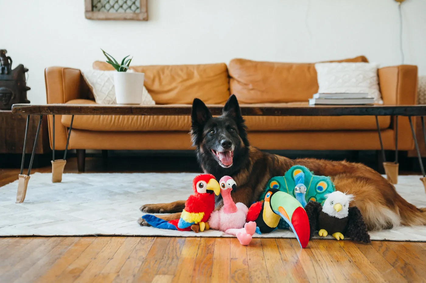 Fetching Flock Collection
