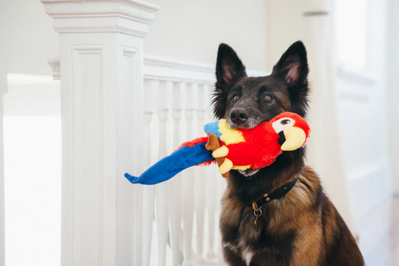 Fetching Flock Collection