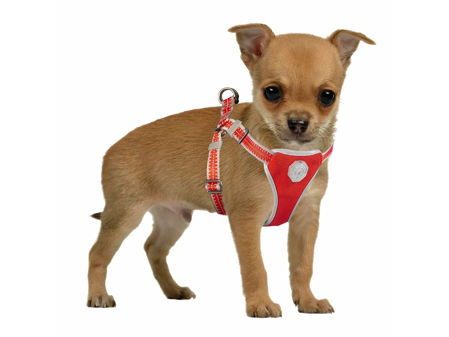 FLASHLIGHT HARNESS WITH LEASH 120x35-45cm/15mm Pets Qatar