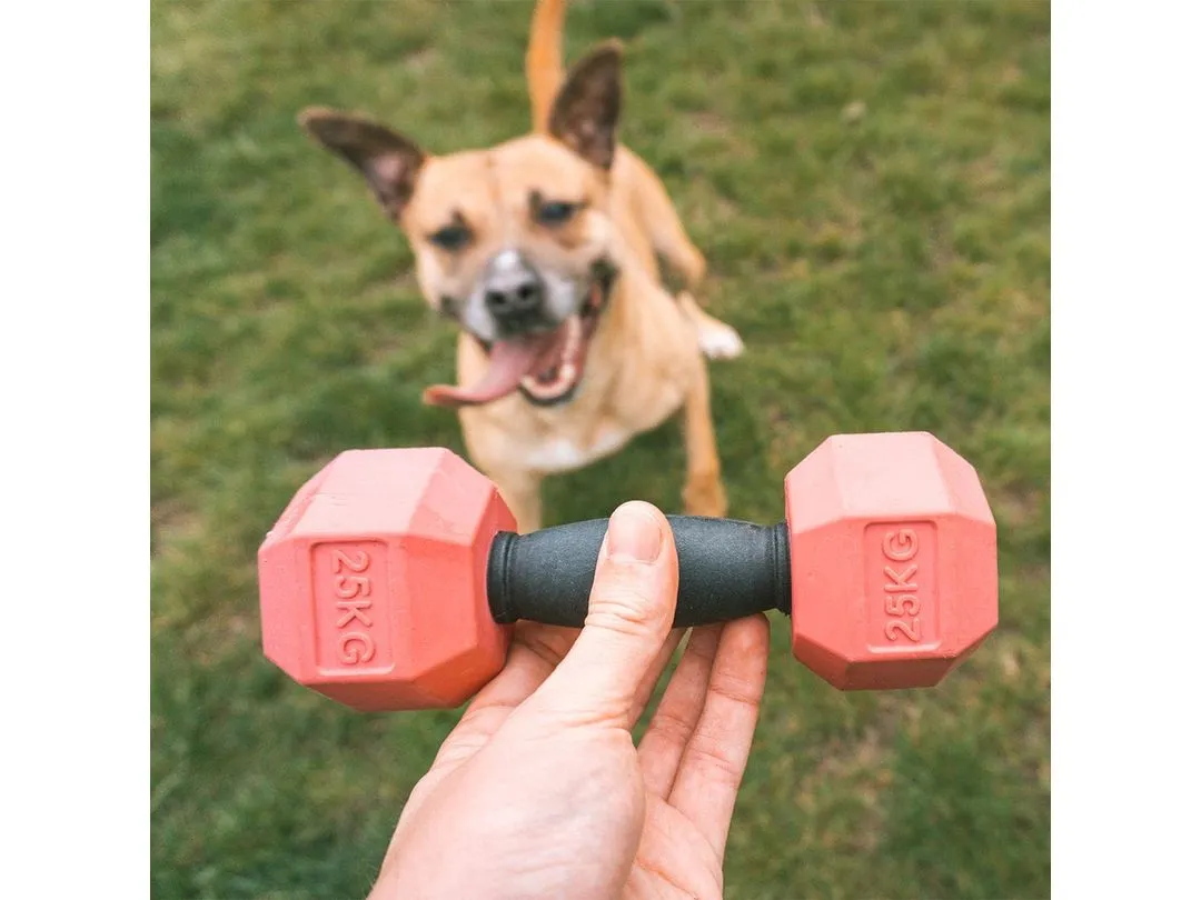 For The Gainz - Dumbbell Dog Toy Purple/Black Pets Qatar