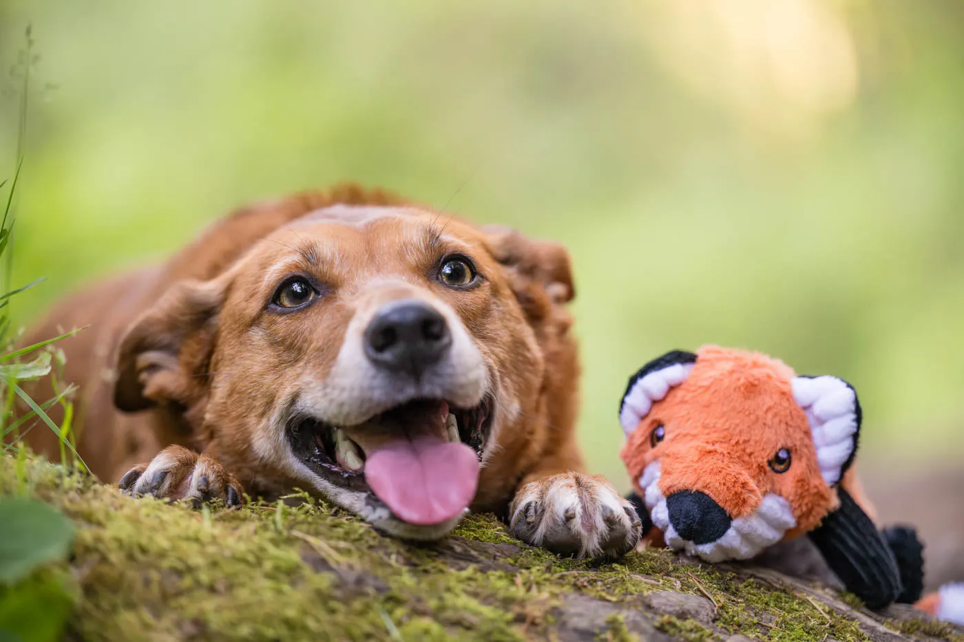 Forest Friends Forest the Fox