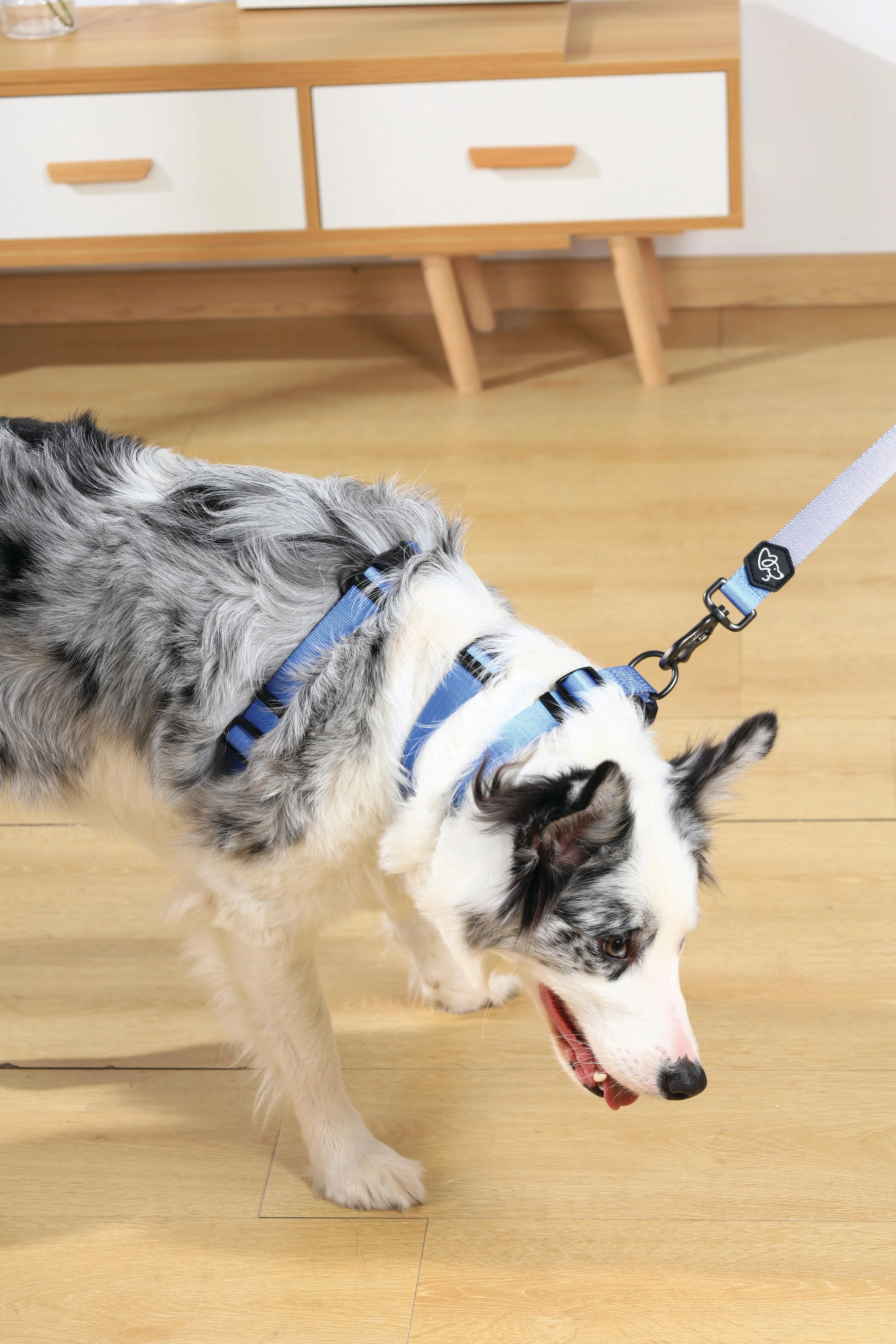 GENTLE DOG Leash Blue