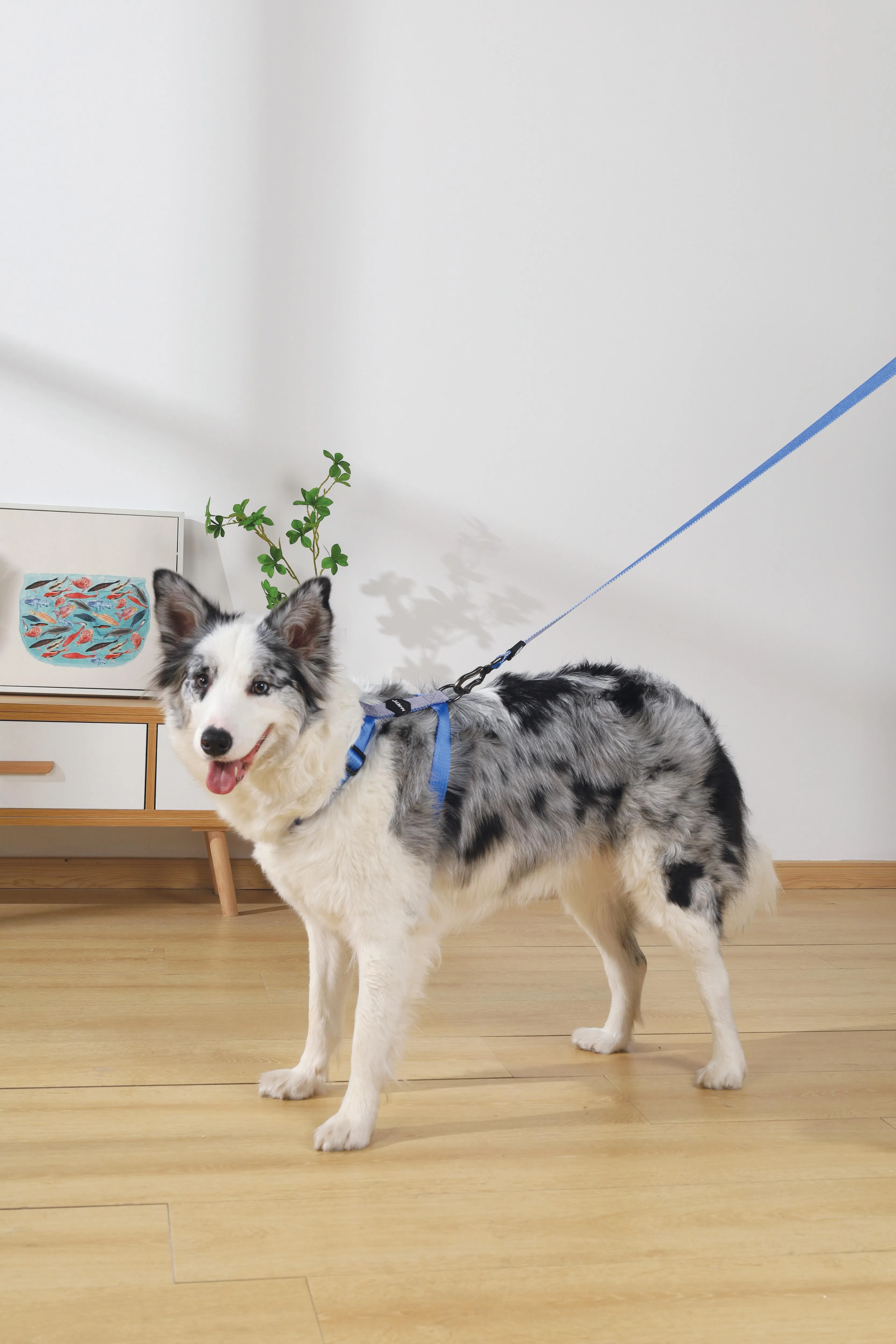 GENTLE DOG Leash Blue