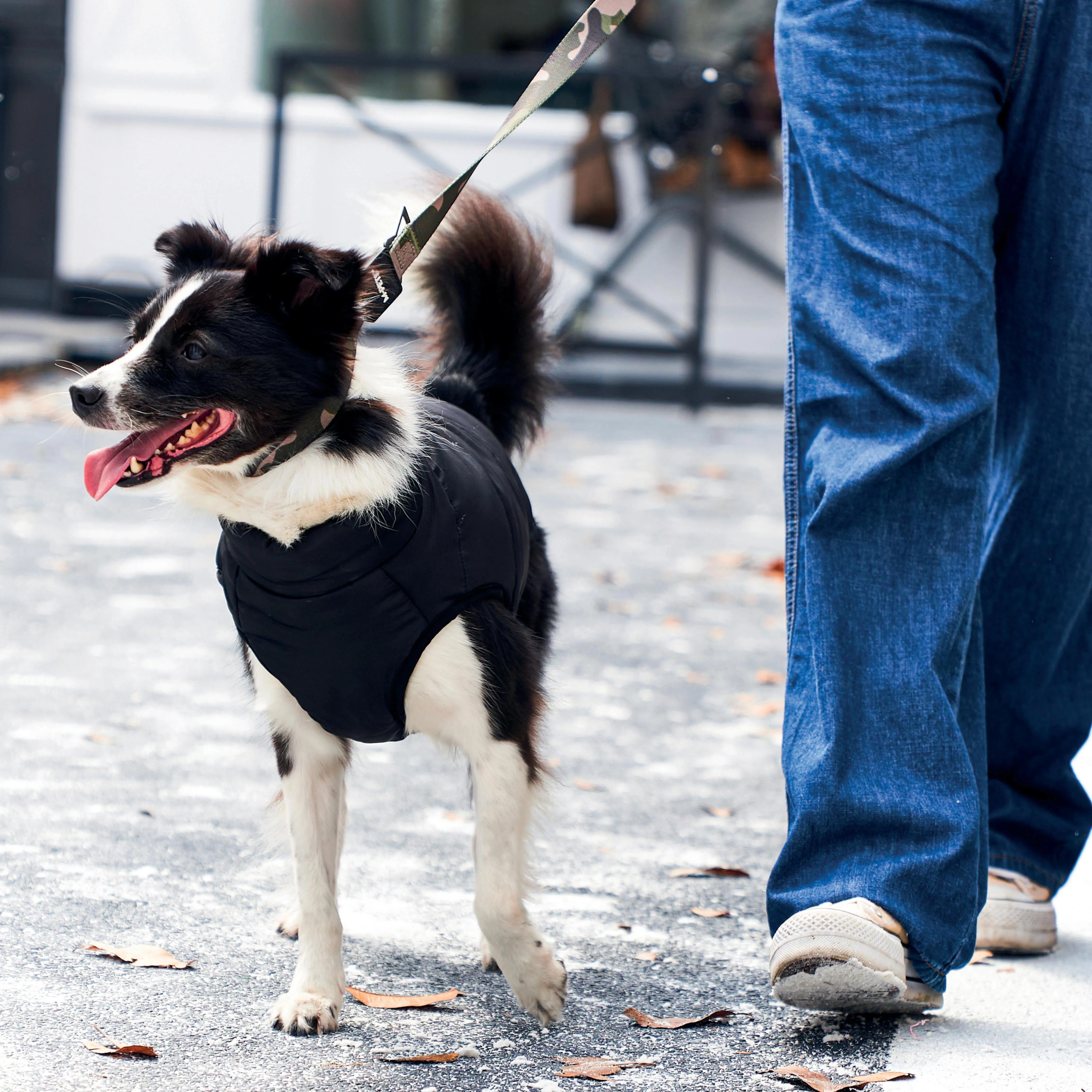 GENTLE DOG Winter Jacket Black&Blue