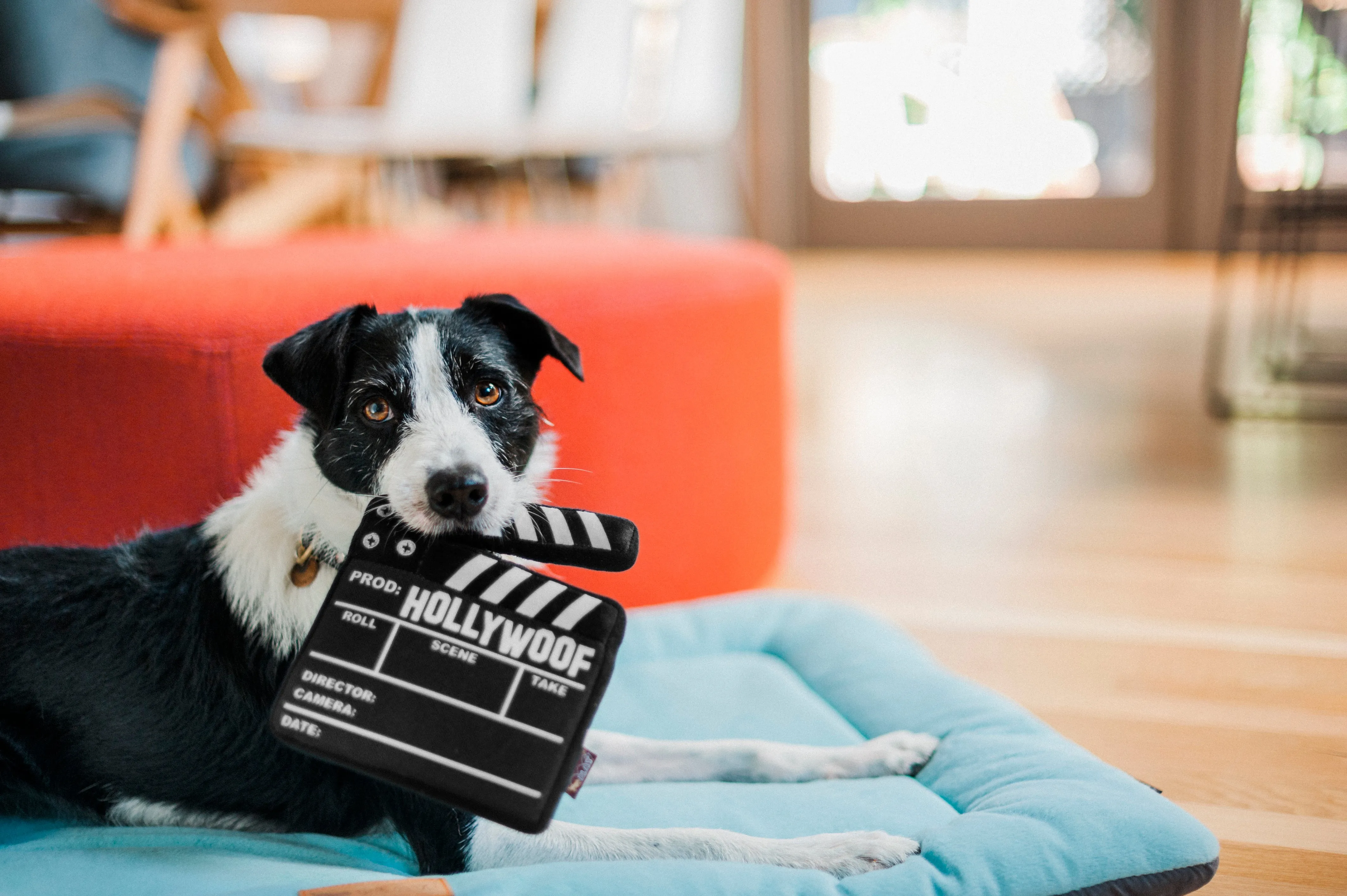 Hollywoof Cinema Collection