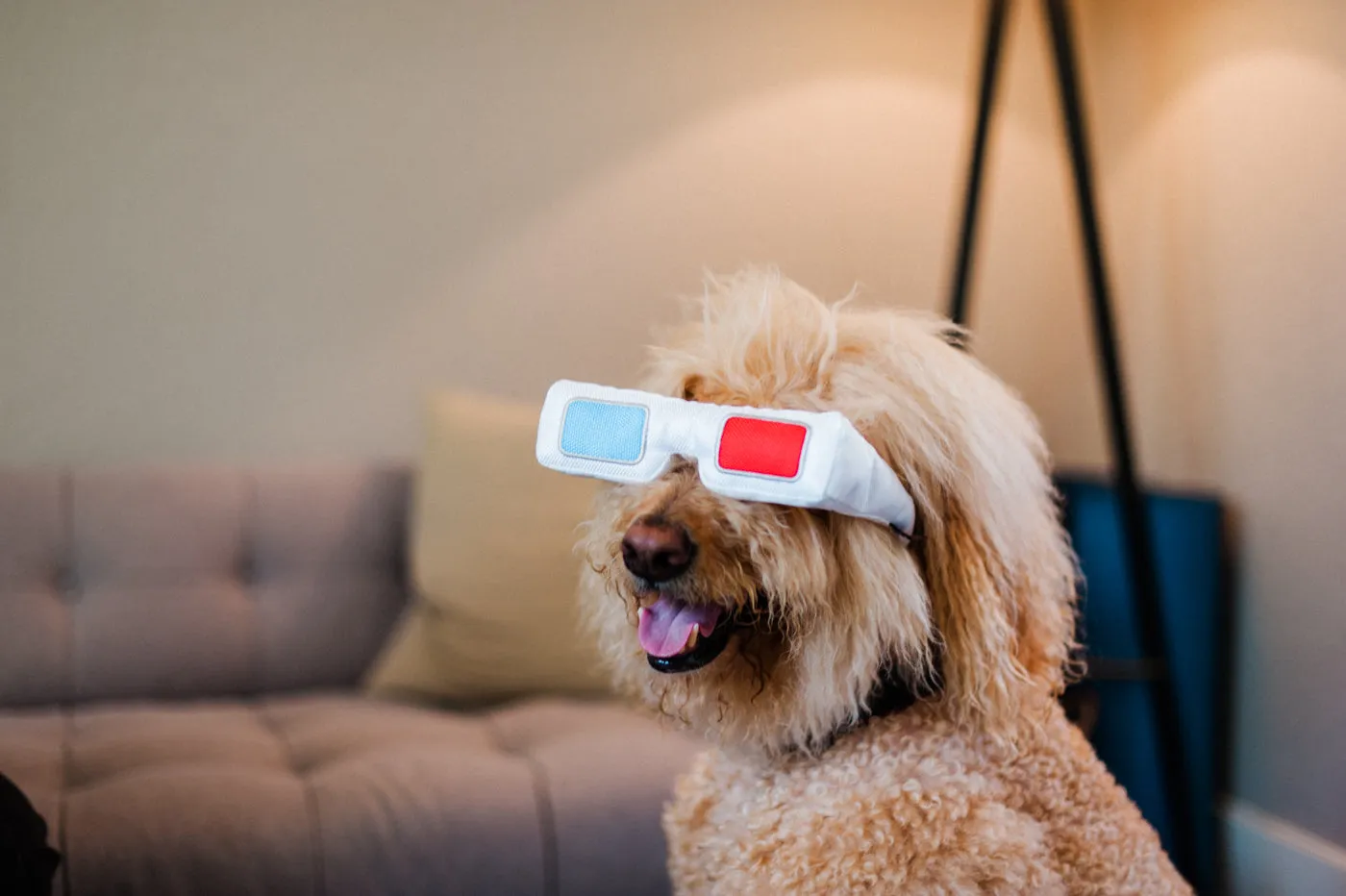Hollywoof Cinema Collection
