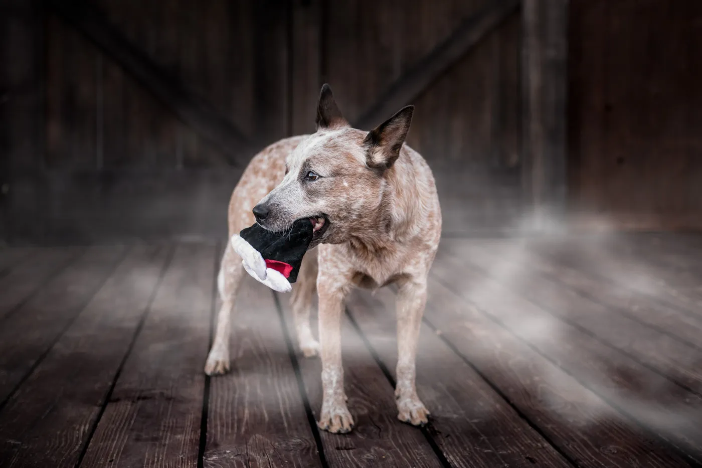 Howling Haunts Barky's Bite