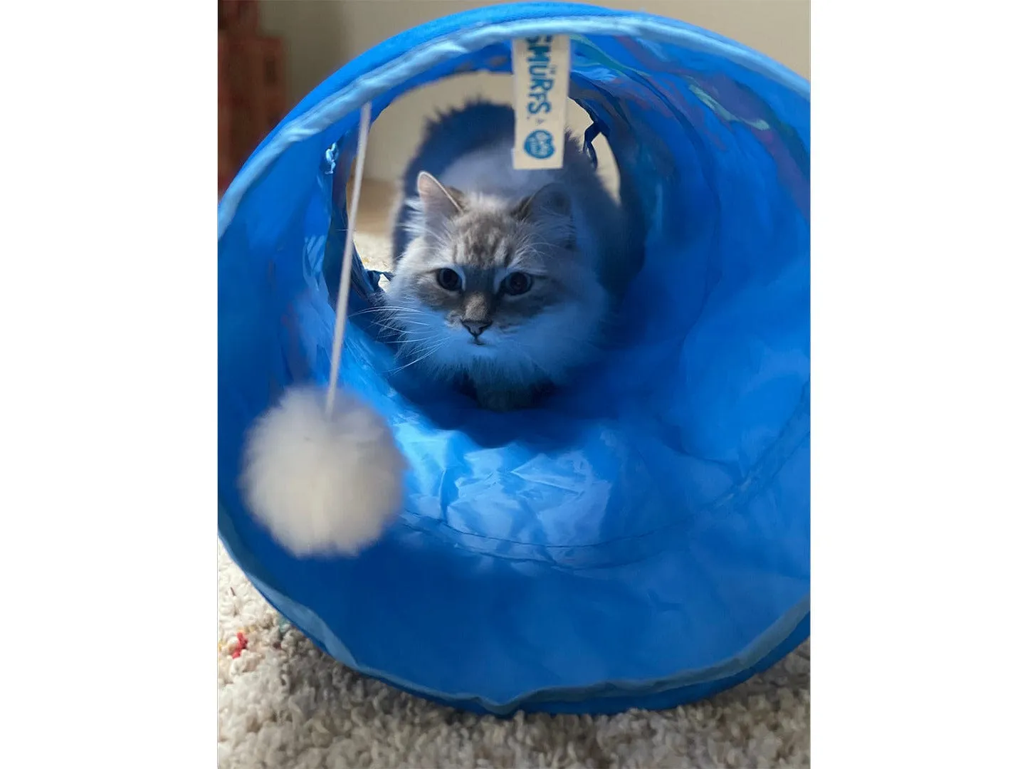 Jeptpack Smurf cat tunnel 72x25x25 blue Pets Qatar
