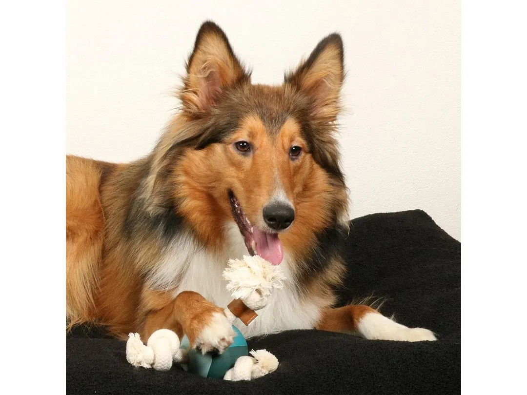 Levi Lagoon dog toy 22x8x22cm blue Pets Qatar