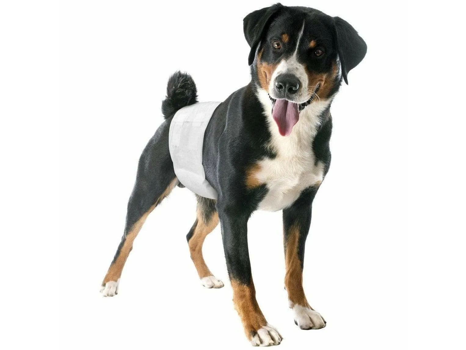 Male dog wraps - size 1 - (12pcs)- 1pack Pets Qatar