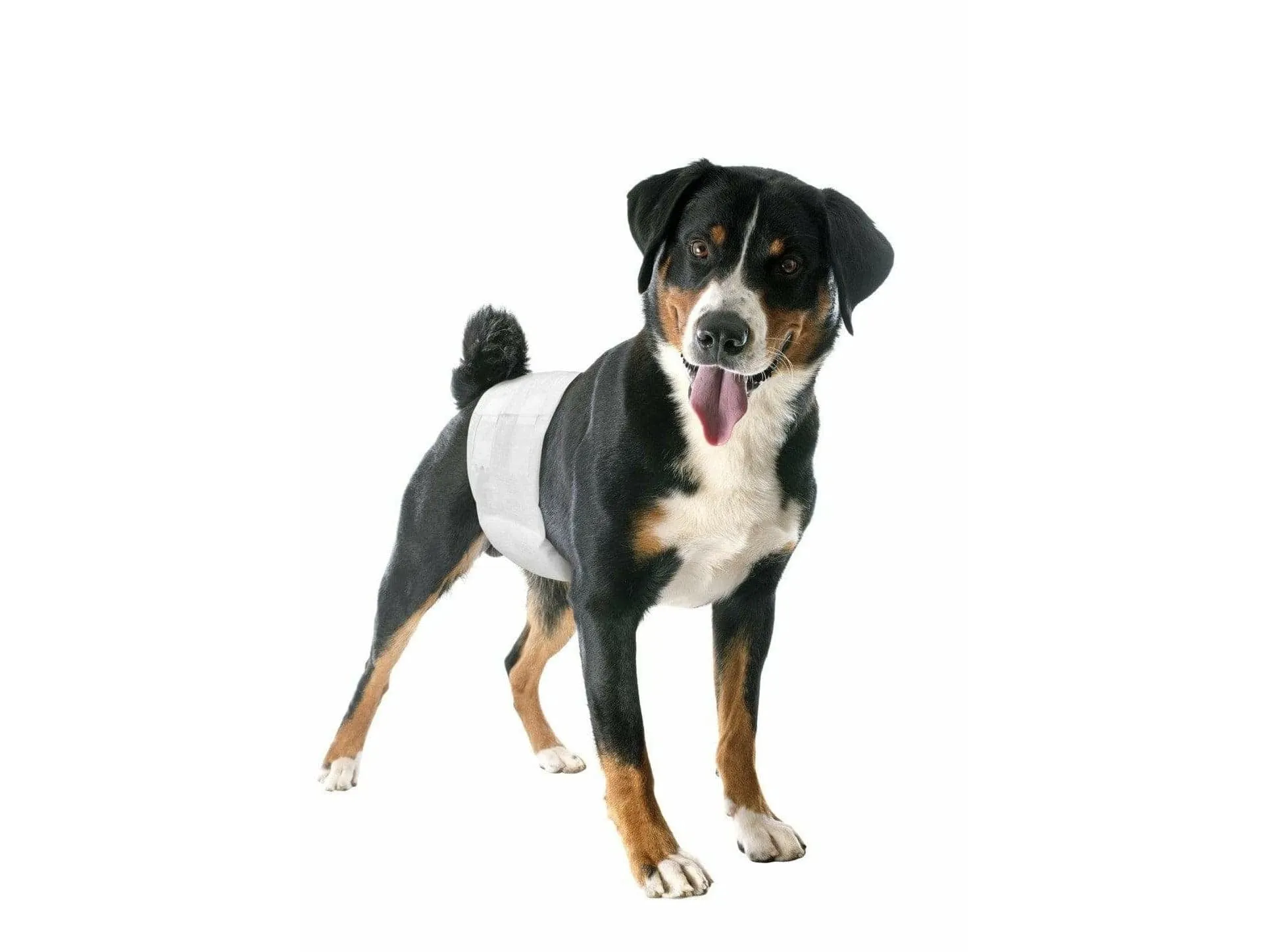 Male dog wraps - size 3 - (12pcs)- 1pack Pets Qatar