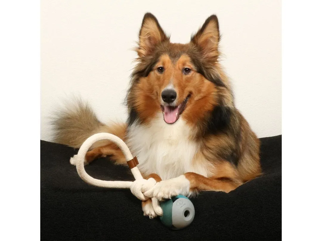 Nora Lagoon dog toy 36x8x8cm blue Pets Qatar
