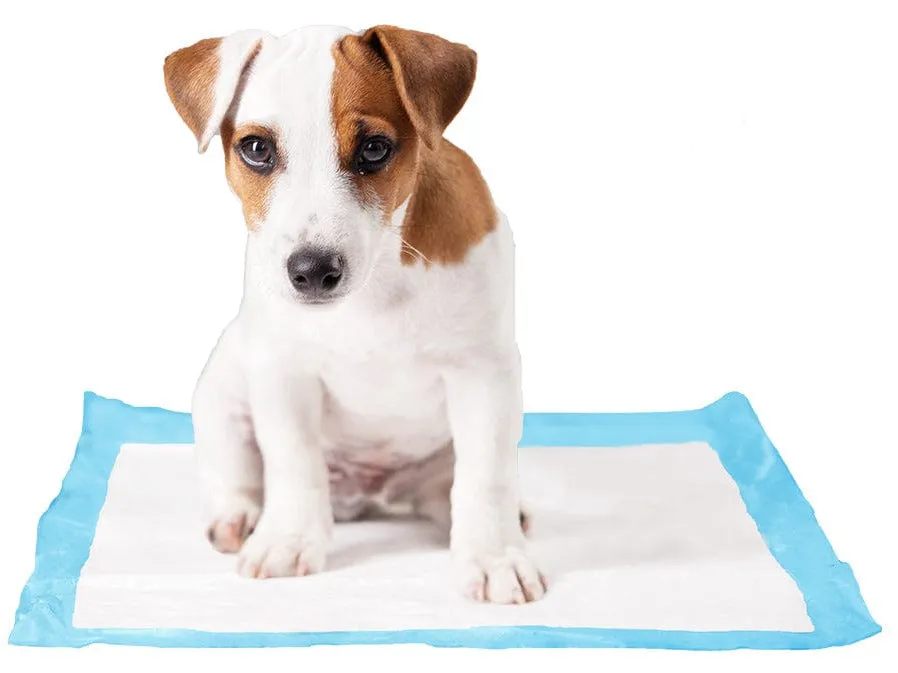 P-Pad Medium Pets Qatar