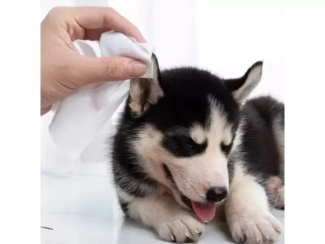 PAWISE  Cleaning Wipes Eyes  (15 sheets) Pets Qatar