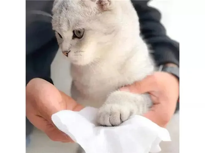 PAWISE  Cleaning Wipes Eyes  (15 sheets) Pets Qatar