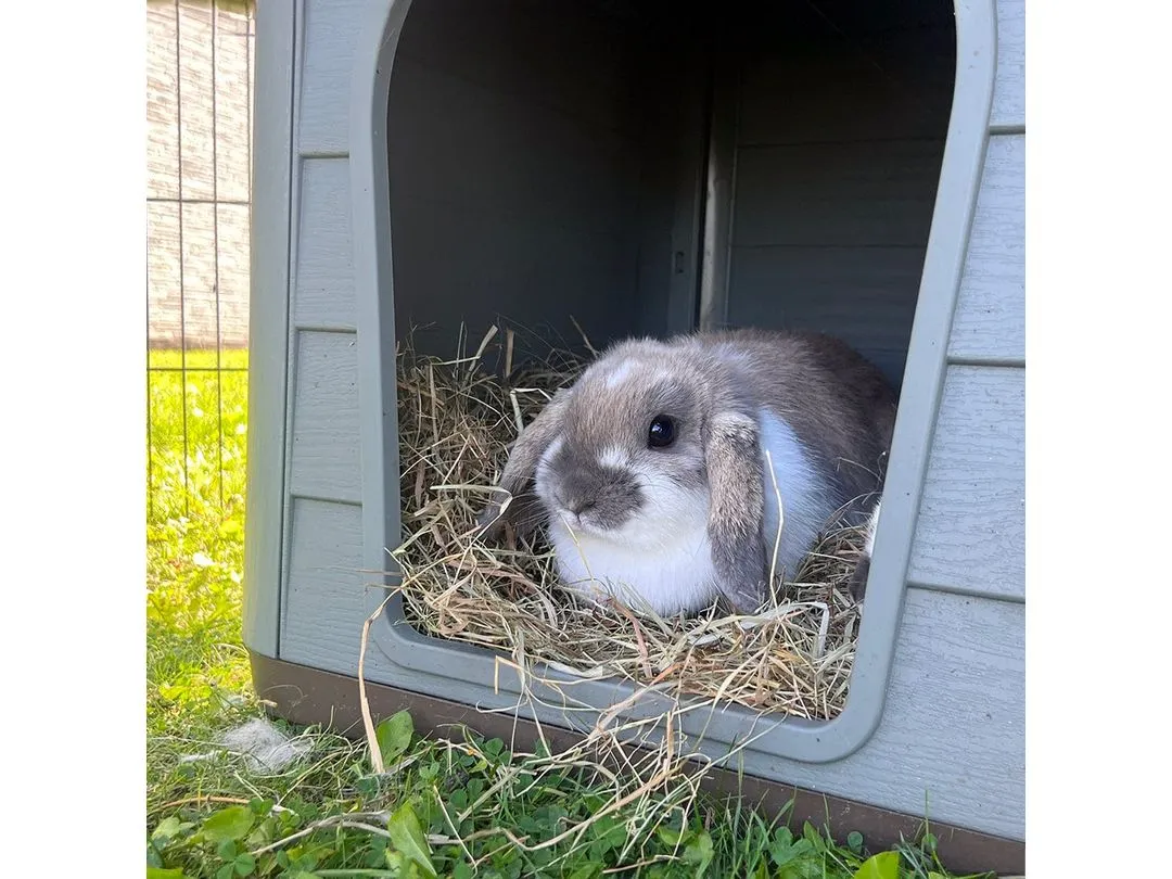 Pepita 2 ECO pet house 76x59x55cm brown/green Pets Qatar