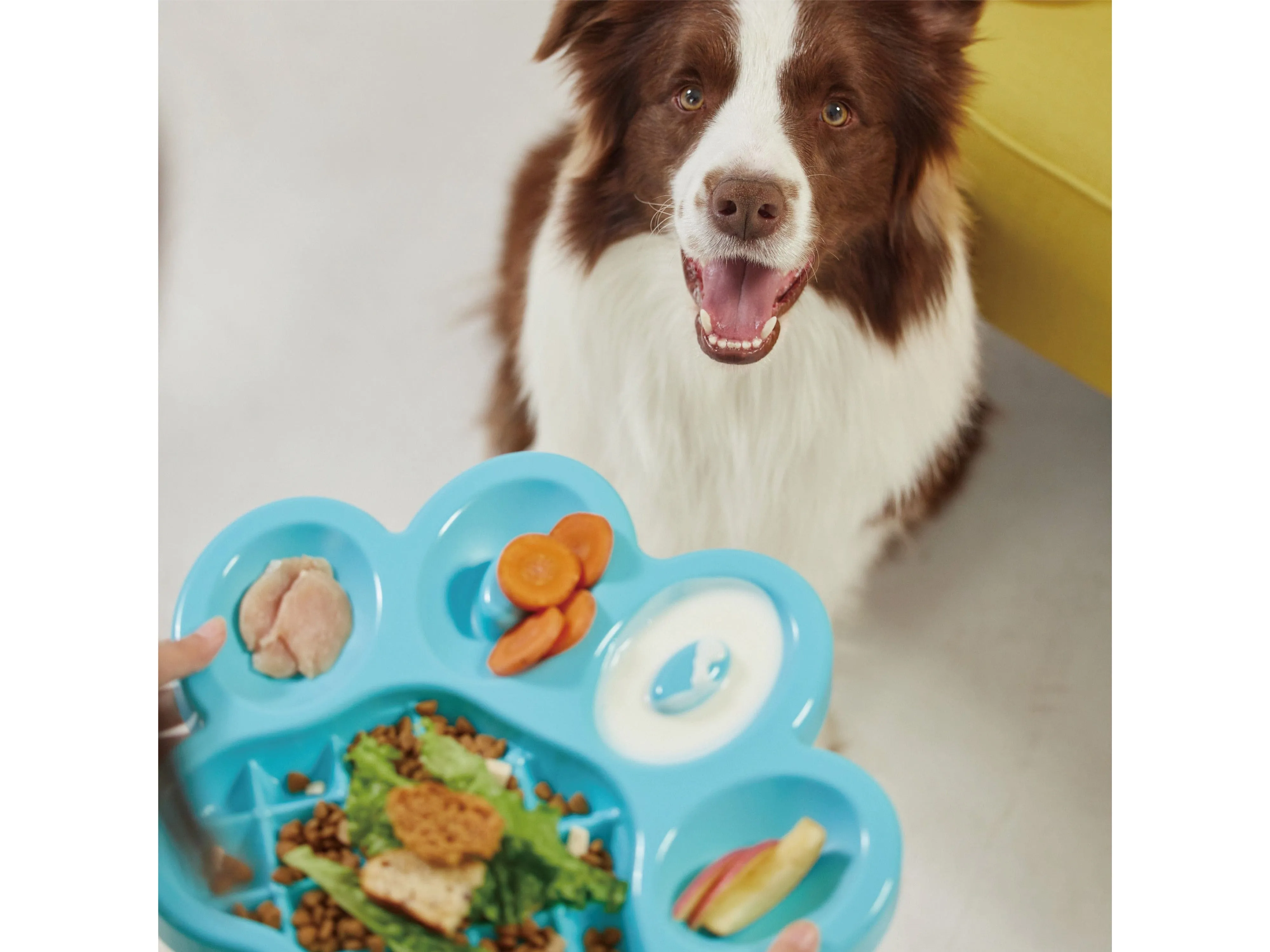 PetDreamHouse PAW Slow Feeder Blue Pets Qatar
