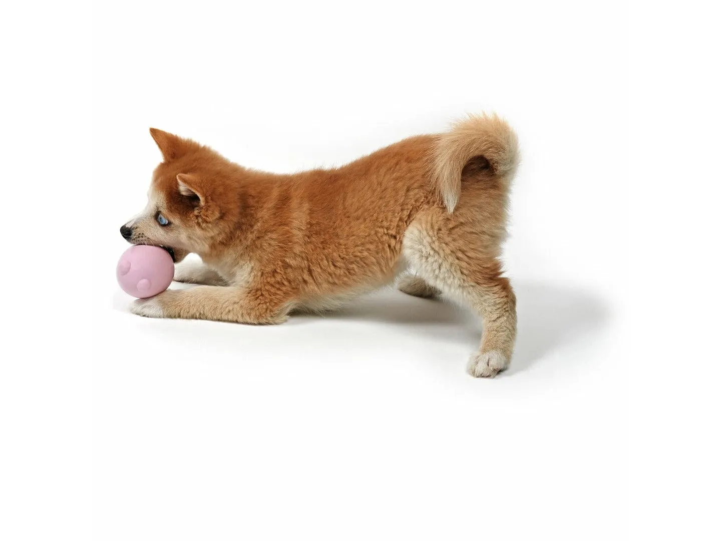 PETIT TUMBLE TOY BALU 8x6x6cm blue Pets Qatar