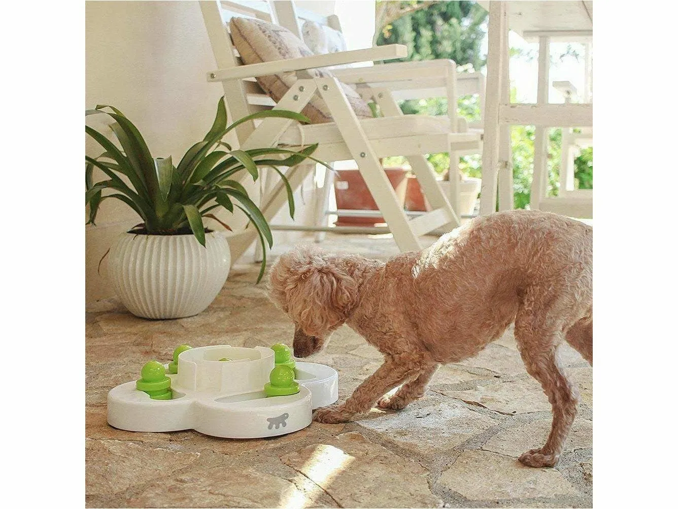 POKER PORTACROCCHETTE Pets Qatar