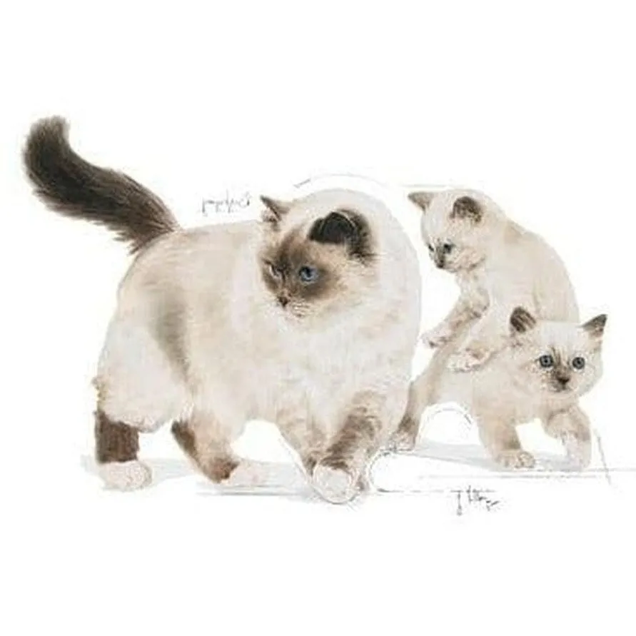 Royal Canin Feline Health Nutrition Mother & Babycat Mousse (WET FOOD - cans) 195 g Pets Qatar