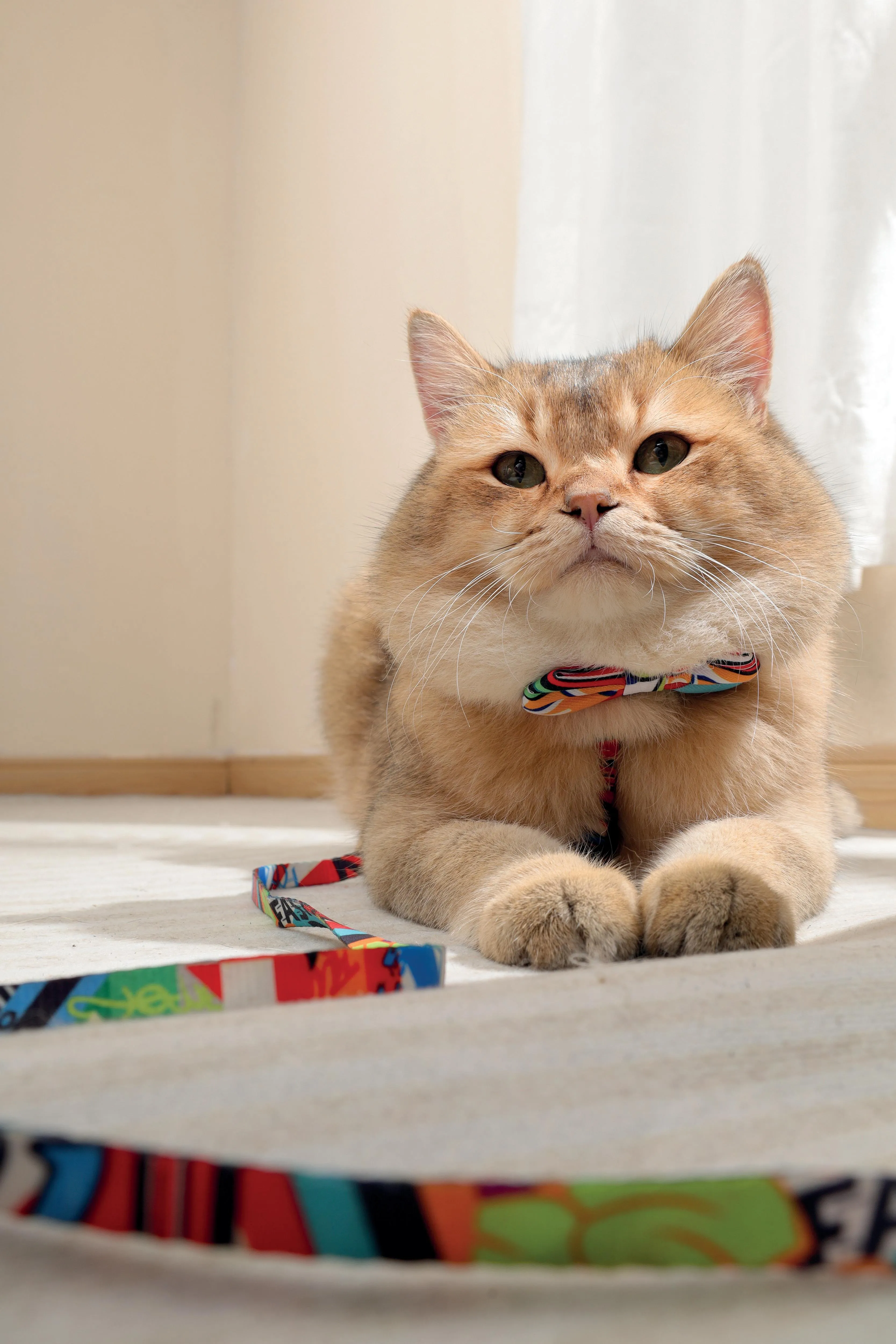 URBAN STYLE Freestyle Box Tie