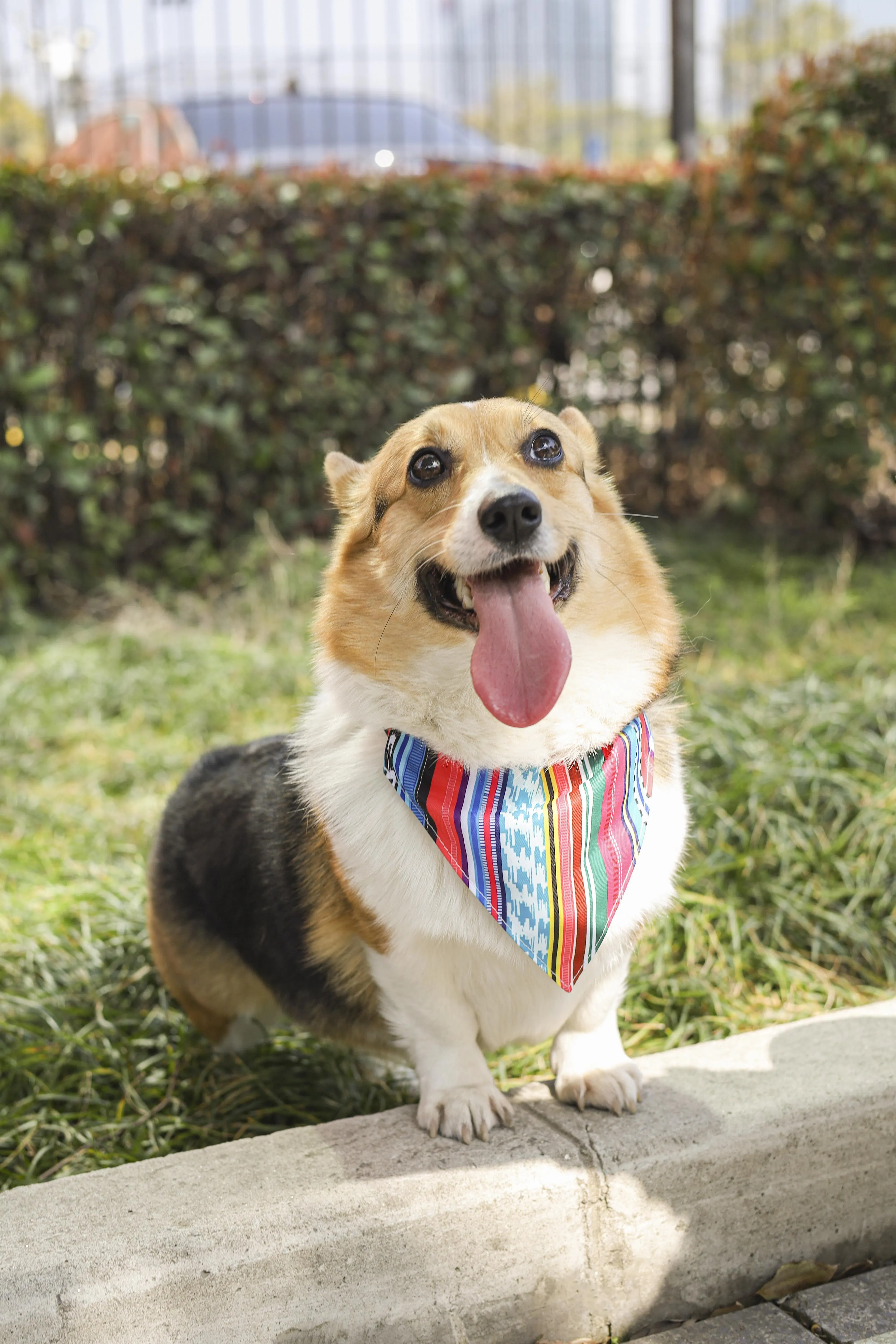 URBAN STYLE Jazz Stripes Bandana Collar