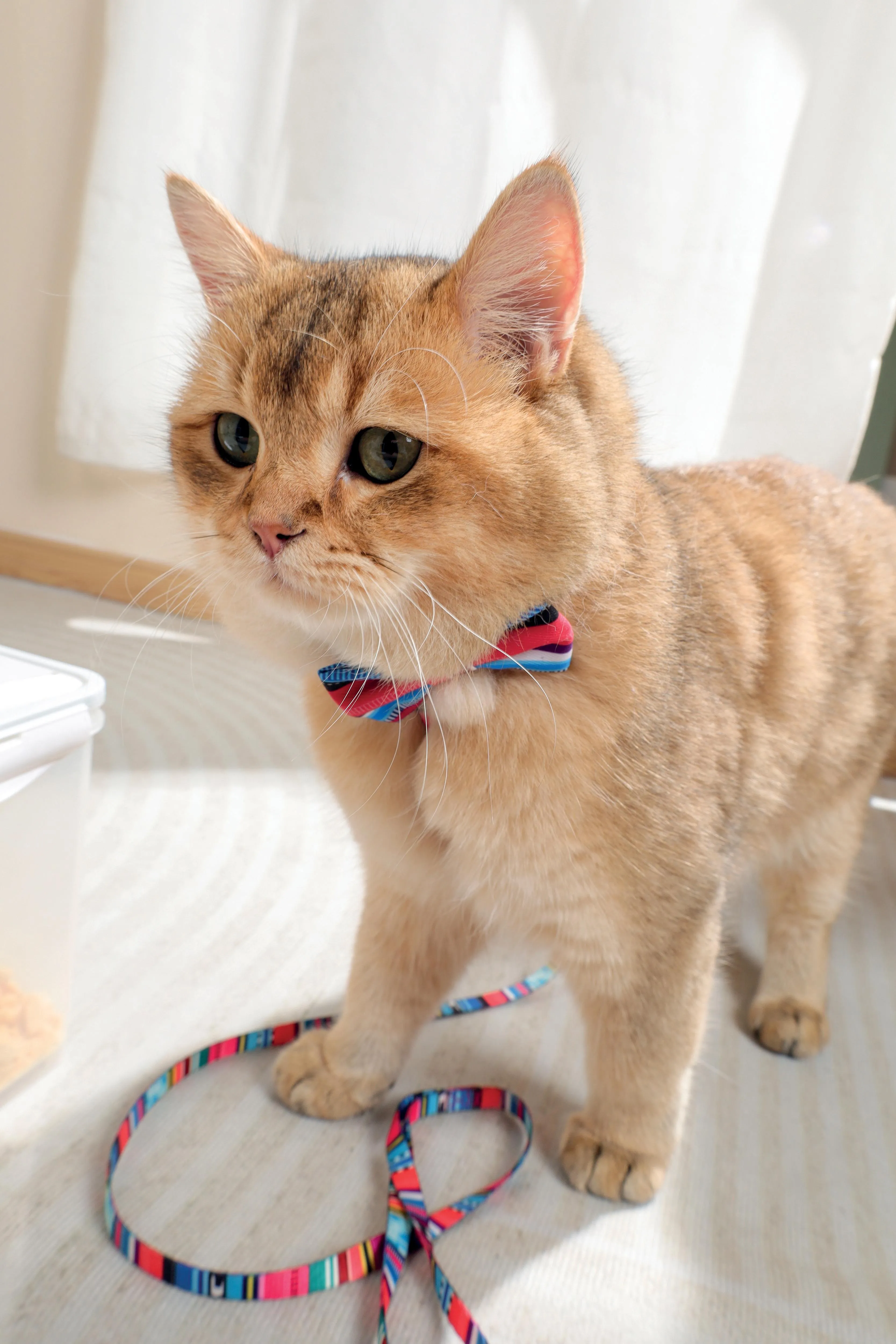 URBAN STYLE Jazz Stripes Bow Tie