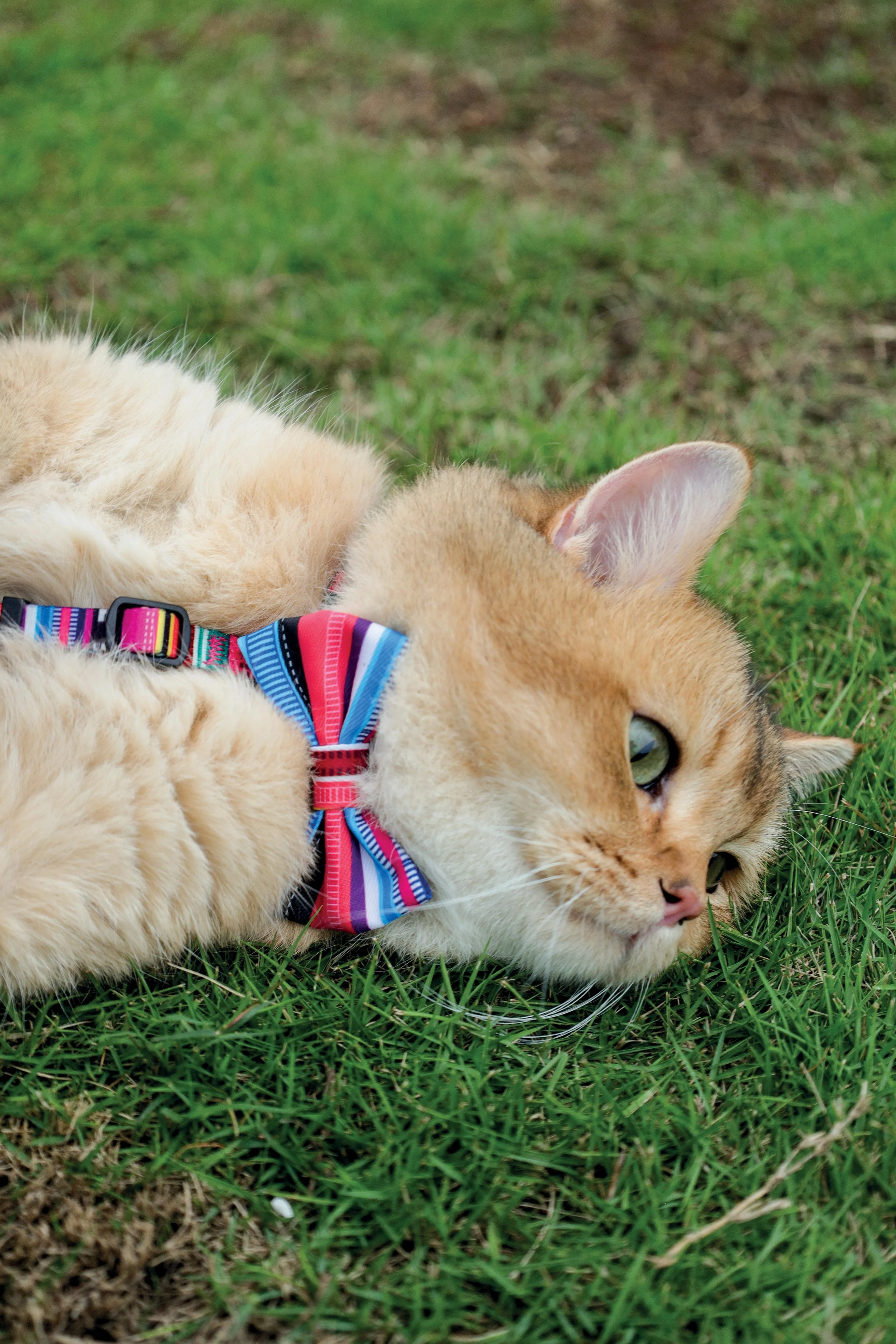 URBAN STYLE Jazz Stripes Bow Tie