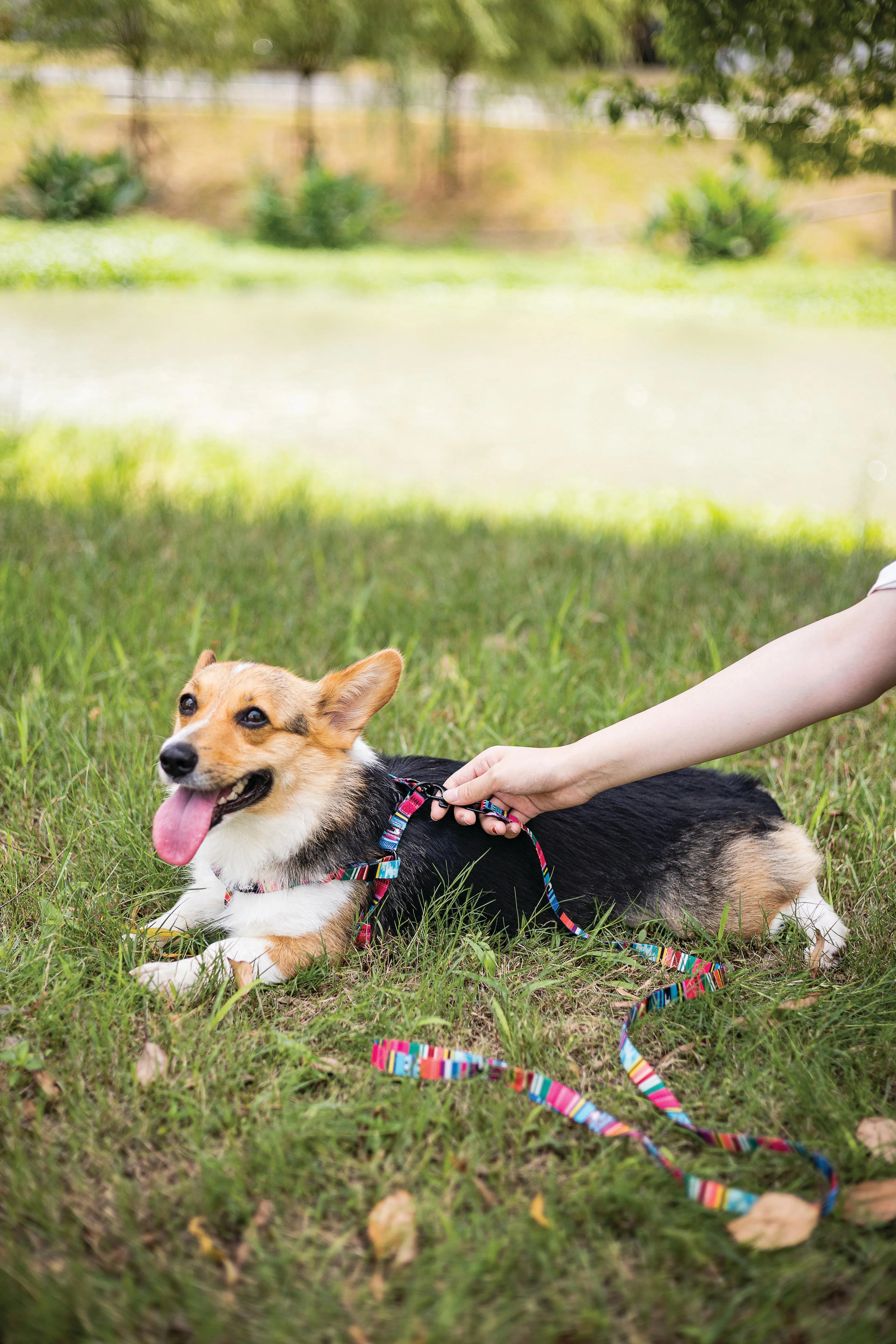 URBAN STYLE Jazz Stripes Harness